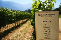 Trellising a block of Cabernet Savignon Stellenbosch Vineyard.