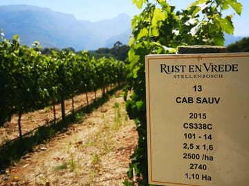 Trellising a block of Cabernet Savignon Stellenbosch Vineyard.