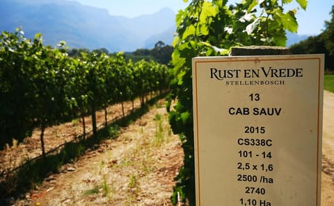 Private Guided Tour of Cape Winelands from Cape Town