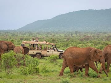 Elephants at Samburu Reserve