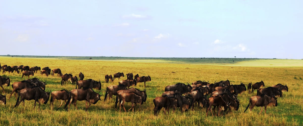 3 Days 2 Nights Maasai Mara Group Safari by 4WD From Nairobi
