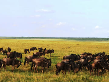 3 days 2 nights Masaai Mara Budget safari In 4WD