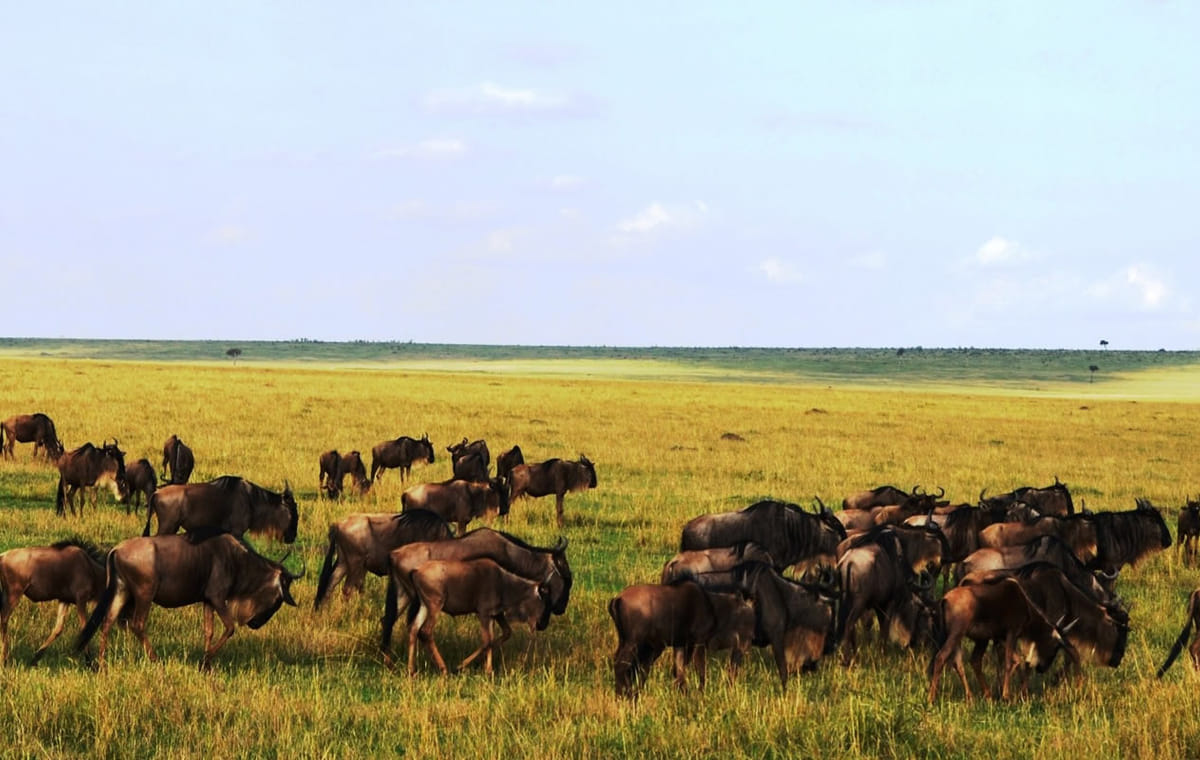 3 days 2 nights Masaai Mara Budget safari In 4WD