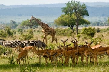 Tarangire National Park Guided Day Tour From Arusha