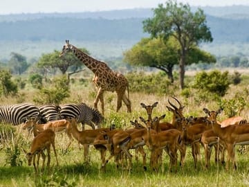 wildlife- https://www.tripadvisor.com/Attraction_Review-g294207-d311535-Reviews-Nairobi_National_Park-Nairobi.html