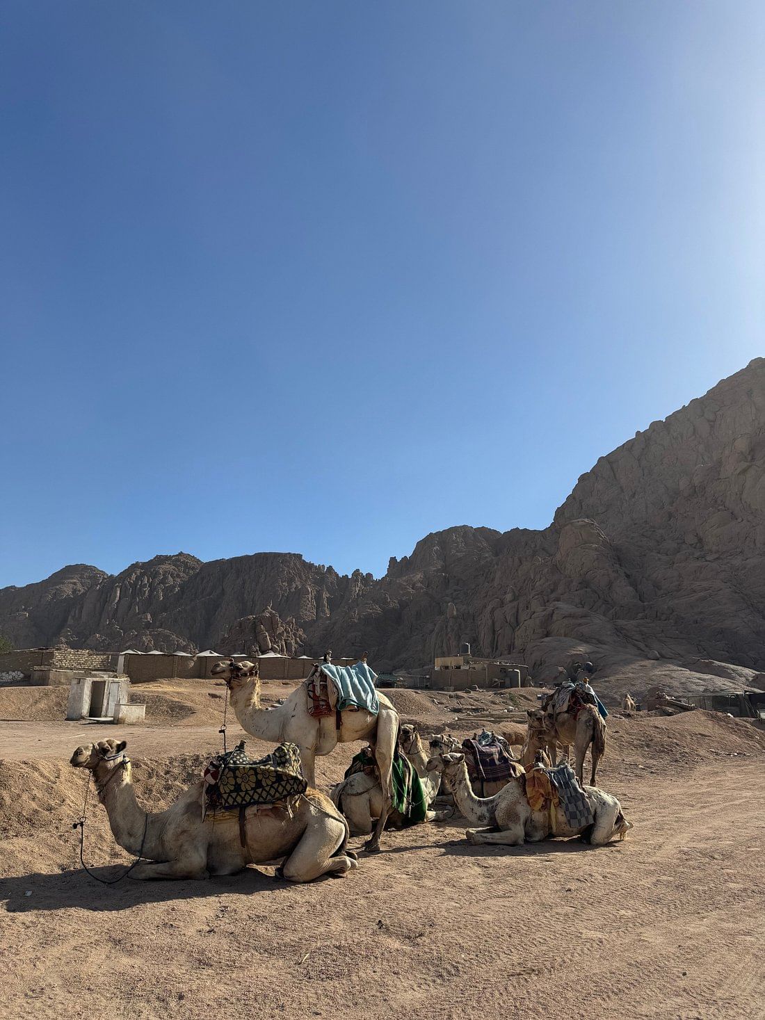 Camels await customers in Budwen village near Sharm el-Sheikh.