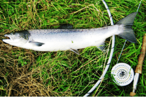 Salmon & sea trout fishing on the Erriff fishery. Mayo. Private guided. French/Eng. 5