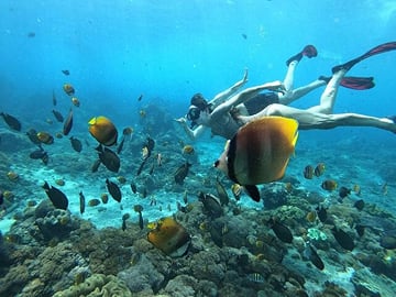 Samadai Reef – Dolphin House Snorkeling Tour at Marsa Alam