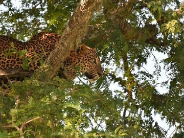 Full Day Safari at Kumana National Park from Arugam Bay