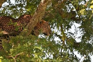 Kumana National Park Full Day Safari from Arugam Bay