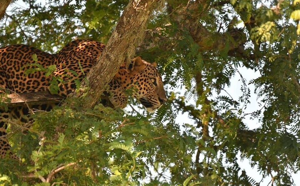 Full Day Safari at Kumana National Park from Arugam Bay