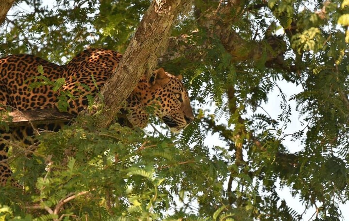 Kumana National Park Full Day Safari from Arugam Bay