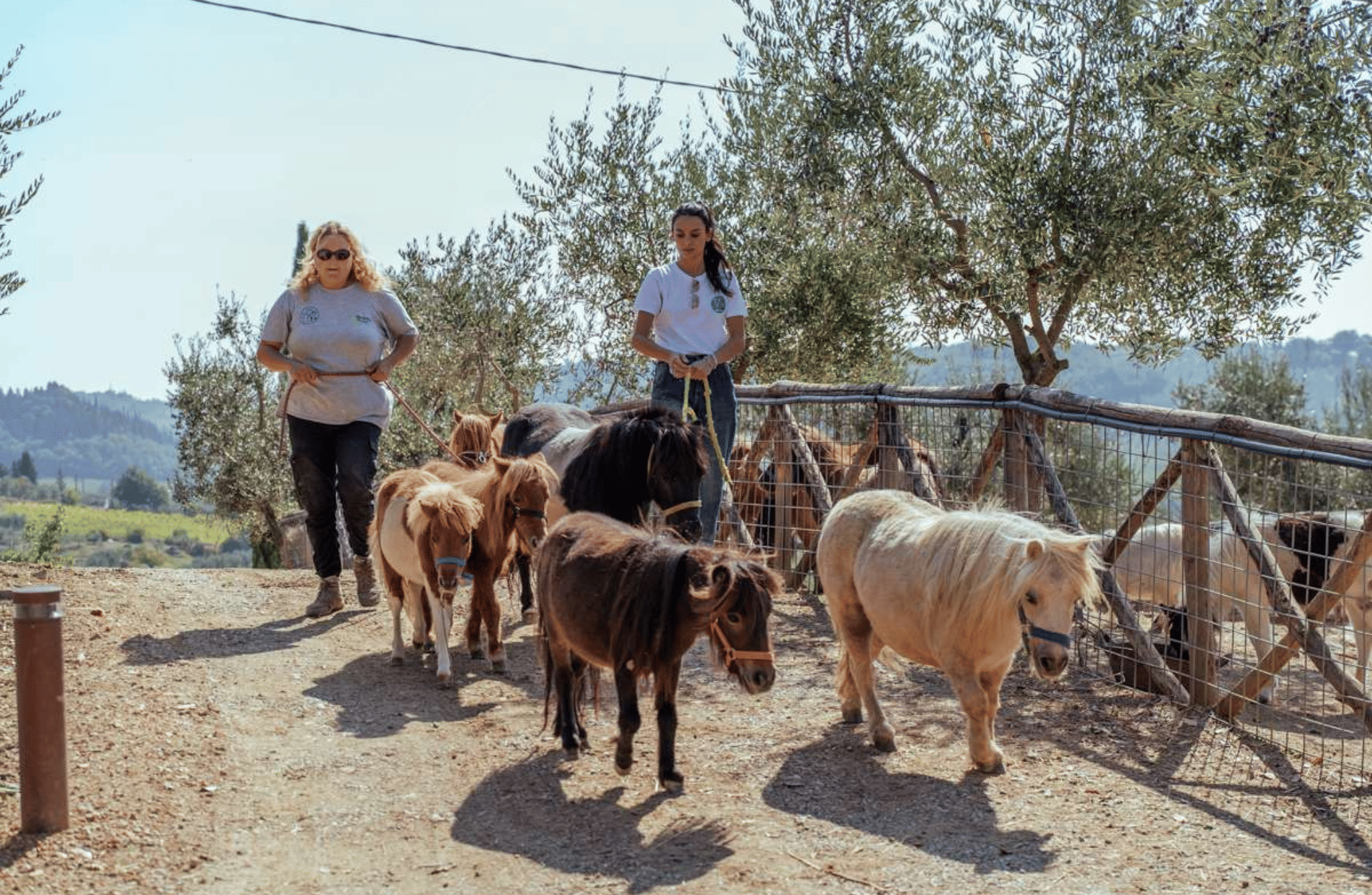 Walk with Donkeys in the Olive Orchard near Florence