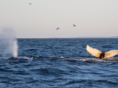 Reykjavík Premium Whales in the Midnight Sun, photo 20