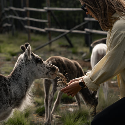 Visit a Real Reindeer Farm - Image 2