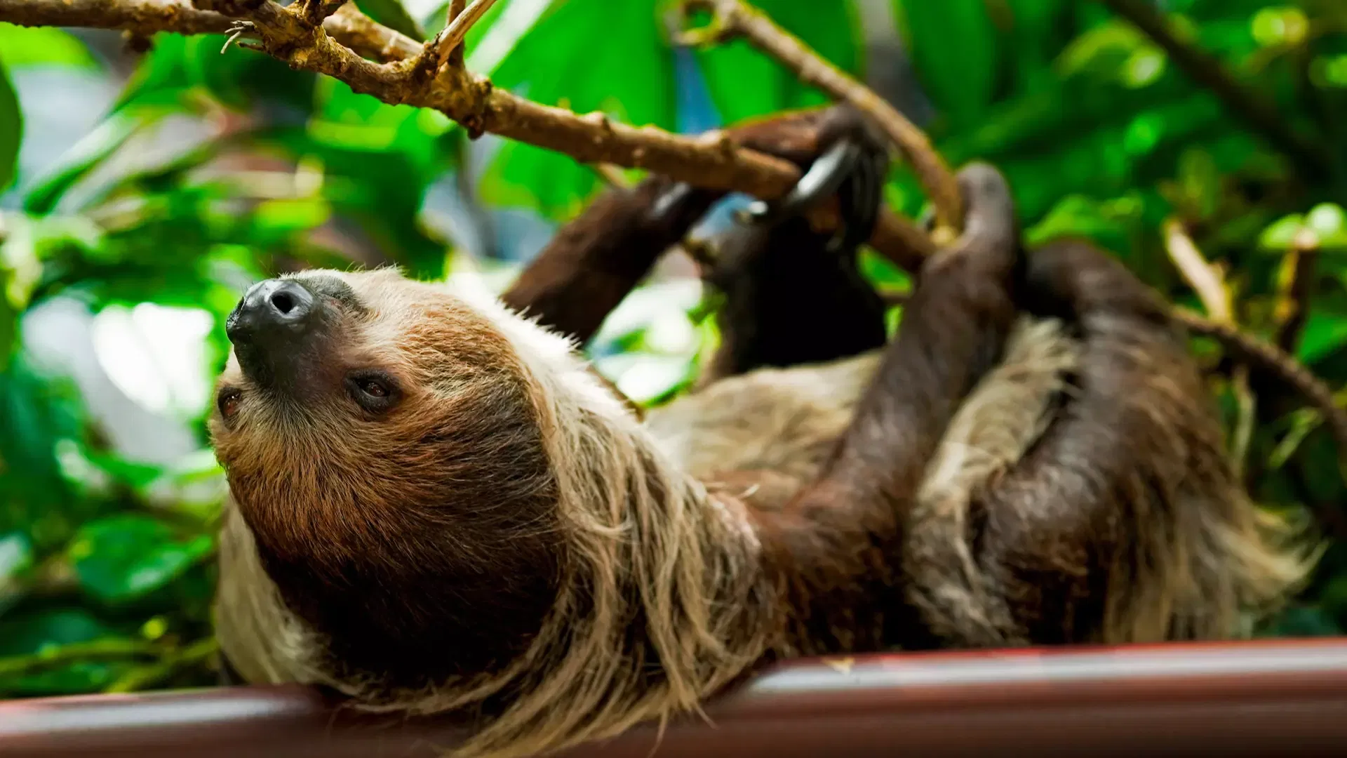 A two-toed sloth hanging from a branch and looking upward at The Green Planet Dubai