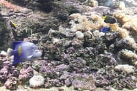 Family Day from Chania: CRETAquarium, Dinosauria Park, Heraklion  10
