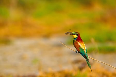 Yala National Park Safari from Galle: Explore Sri Lanka’s Wildlife Wonders