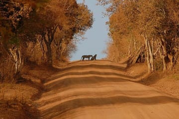 Yala Safari Tour from Nuwara Eliya