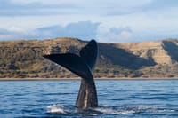 Peninsula Valdes Whale Watching