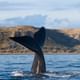 Peninsula Valdes Whale Watching