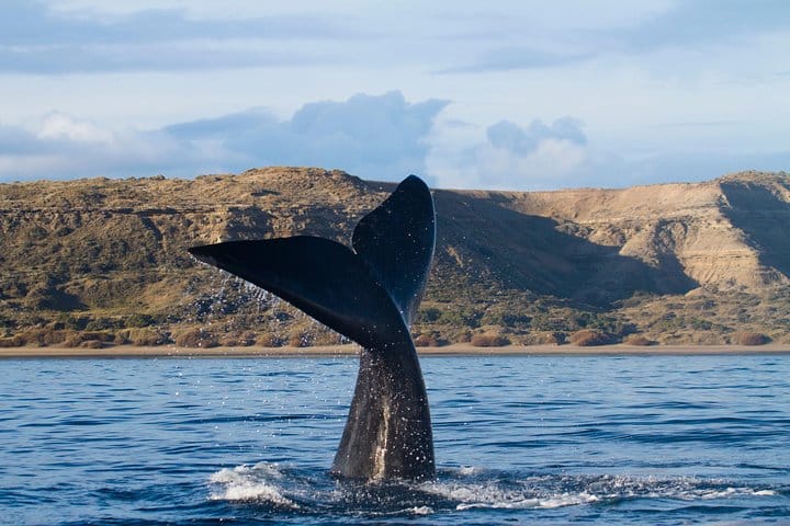Peninsula Valdes Whale Watching