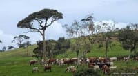 05 Day Tour From Kandy Sri Lanka ( Without Accommodation)  8