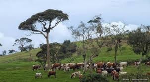 05 Day Tour From Kandy Sri Lanka ( Without Accommodation)  8