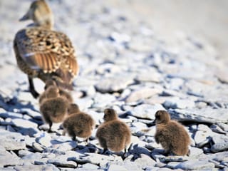 A mother eider duck on a pebble beach followed by a line of five eider ducklings