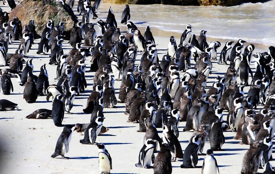 Cape Peninsula Private Tour Include Park Fees