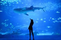 Dubai Aquarium and Underwater Zoo Admission Ticket with Options 2