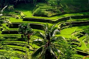 Bali Full-Day Traditional Village Sightseeing Trip All Inclusive