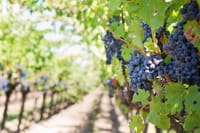 Full-Day Pompeii and Vesuvius Tour with Wine Tasting  6