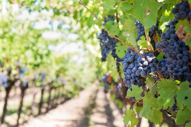 Full-Day Pompeii and Vesuvius Tour with Wine Tasting  6