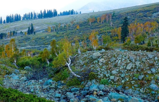 Majestic Sonamarg: A Day Trip to the Meadow of Gold from Srinagar