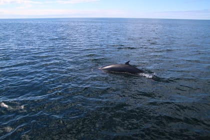 Whale watching – Downtown Reykjavík