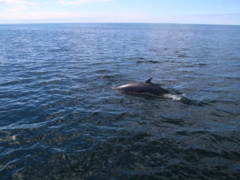 sea trips reykjavík - Whale watching - Downtown Reykjavík