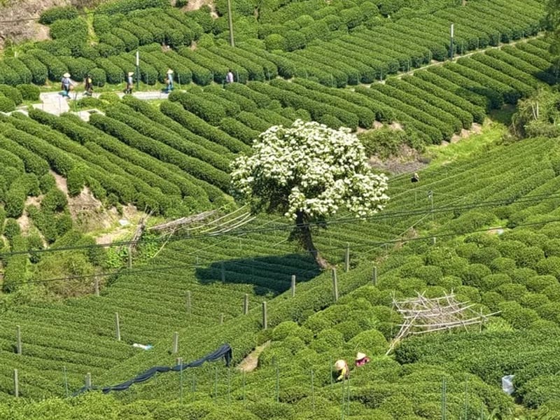 Lanxi: Youbu Morning Tea & Jiezi Garden Private Day Trip