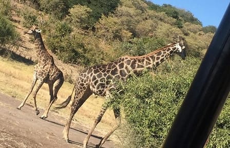 Full Day Chobe National Park Tour from Victoria Falls