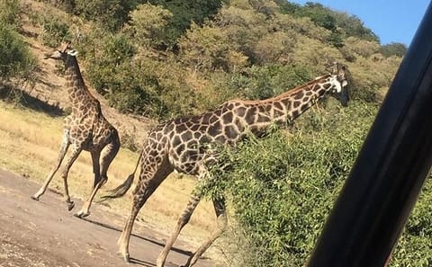 Full Day Chobe National Park Tour from Victoria Falls