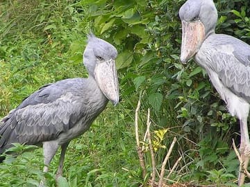 4-Day Birding Adventure in Murchison Falls National Park