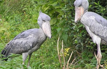 4-Day Birding in Murchison Falls National Park
