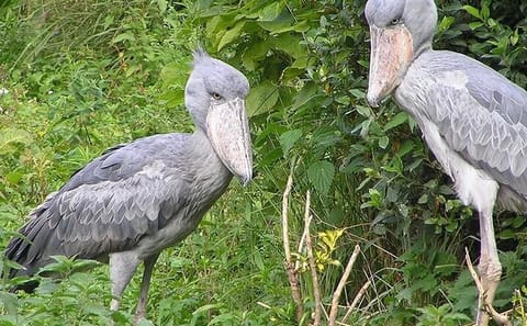 4-Day Birding Adventure in Murchison Falls National Park