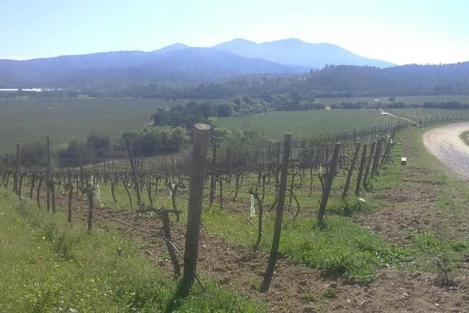 Private Maipo Valley Wine Experience from Santiago 6