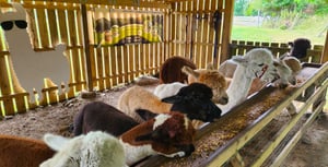 Alpaca Meet & Interact Session, Fairy House Nature Trail & Coffee Trailer