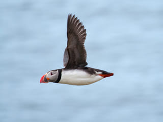 Puffin Watching Yacht Cruise from Downtown Reykjavík – Small Group Experience, photo 12