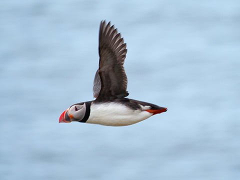 Puffin Watching Yacht Cruise from Downtown Reykjavík – Small Group Experience, photo 12