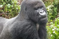 Gorrila