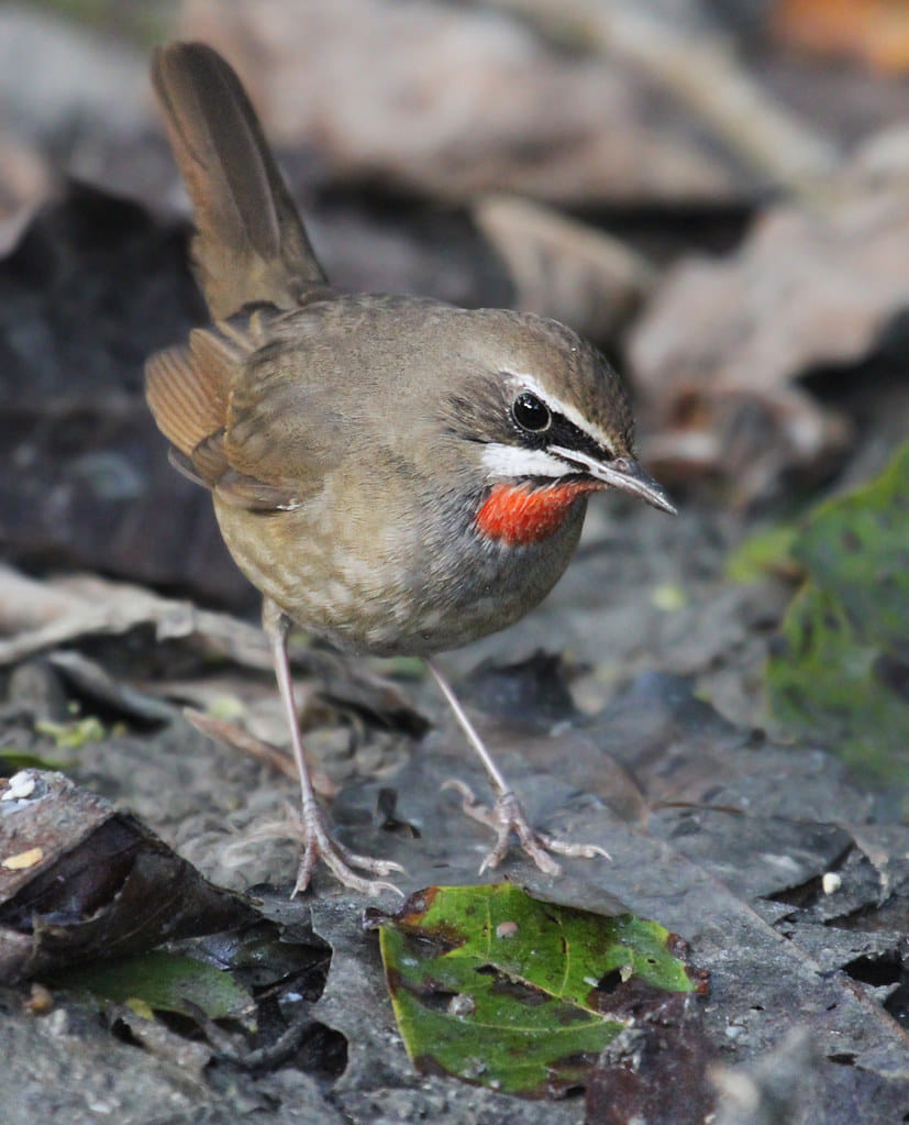 19 Days Mera Peak Climbing & Expedition – One Life-Changing Himalayan Adventure