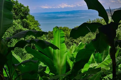 Private Sightseeing Tour from Batumi to Mtirala and Botanical garden